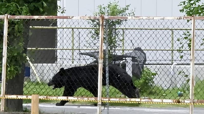 Urso japonês extremamente inteligente ataca quatro pessoas e continua foragido