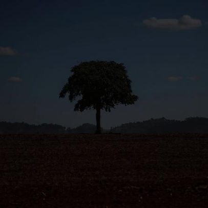 Desmatamento cai no Brasil e reforça manter políticas eficazes