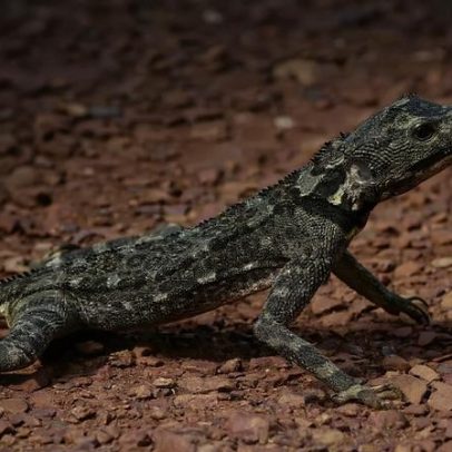 Lagarto amazônico tamanquaré intriga cientistas pela incrível locomoção