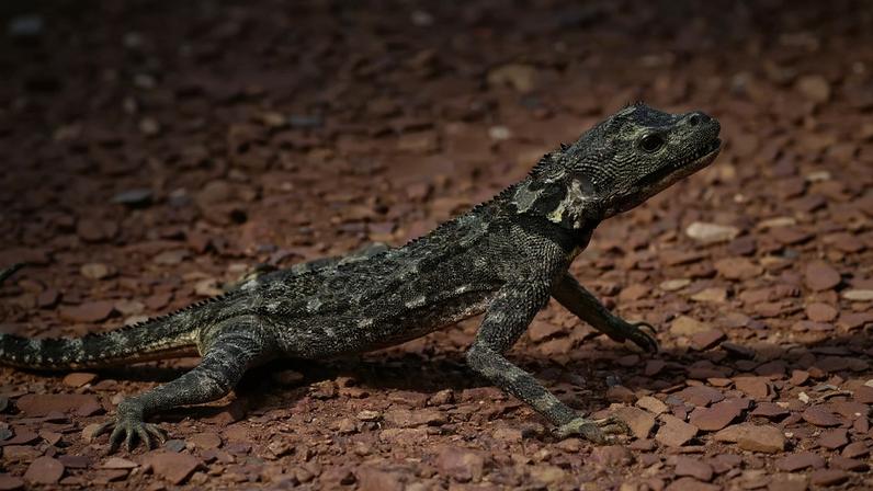 Lagarto amazônico tamanquaré intriga cientistas pela incrível locomoção