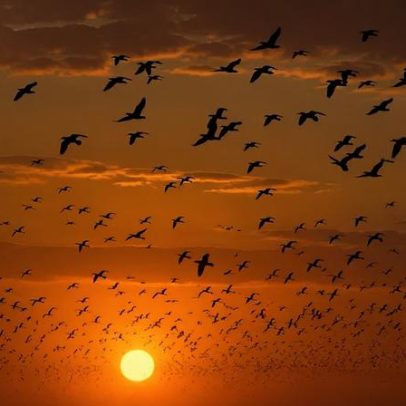 Revoada de aves: espécies que transformam o céu em espetáculo