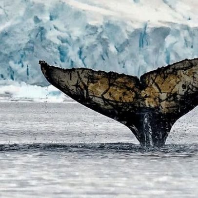 Proteger o krill antártico para a saúde das comunidades costeiras africanas