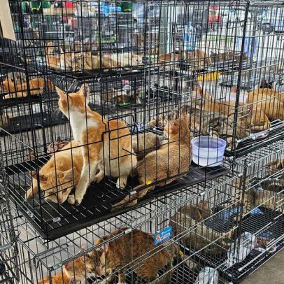 Rede que roubava gatos para consumo humano é desmantelada no Vietnã