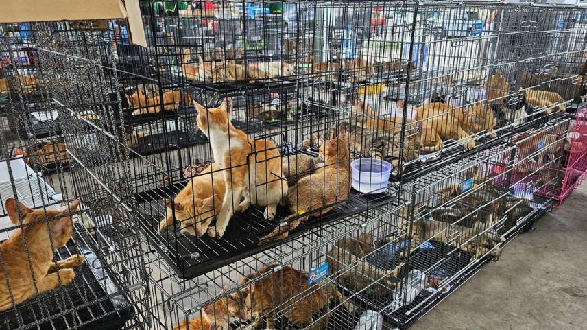 Mais de 40 dos gatos roubados foram devolvidos aos seus donos