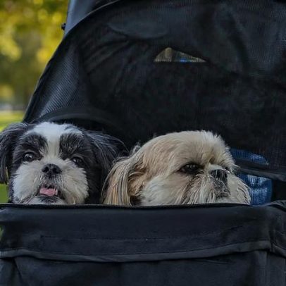 Estudo mostra que pets não substituem filhos e reforçam vínculos familiares