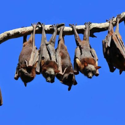 Animais considerados feios são essenciais para a vida na Terra