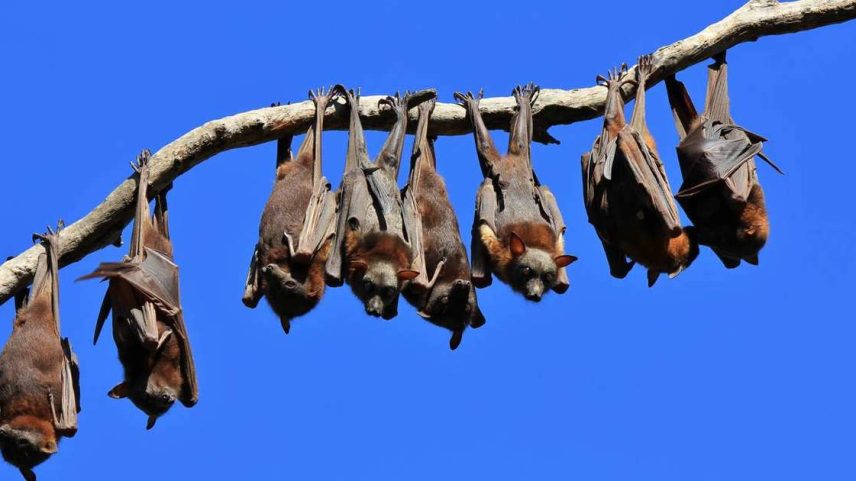 Urubus, morcegos, sapos, abutres, minhocas, lesmas e diversos insetos decompositores costumam ser encarados como ameaça ou incômodo. No entanto, estudos recentes em ecologia indicam que muitos desses organismos estão entre os mais importantes para a manutenção da vida nos ecossistemas – depositphotos.com / Perreten