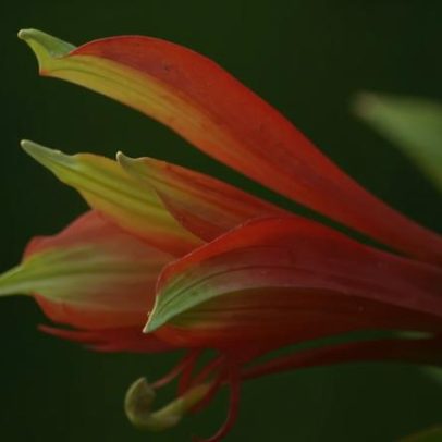 Fotografia em trilha revela nova espécie de flor em Santa Catarina