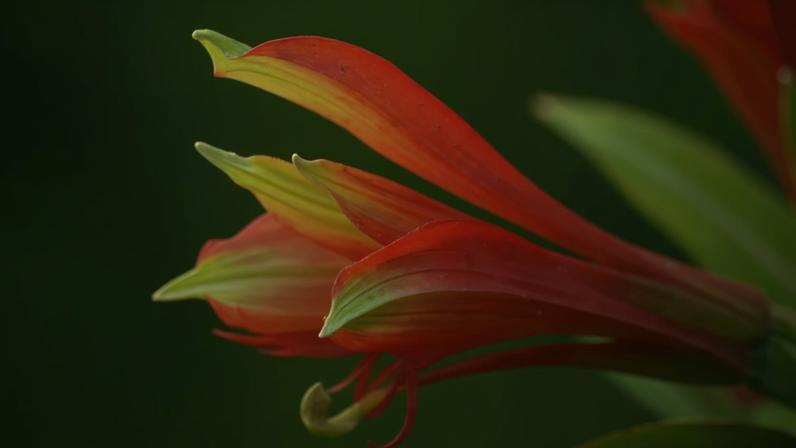 Fotografia em trilha revela nova espécie de flor em Santa Catarina
