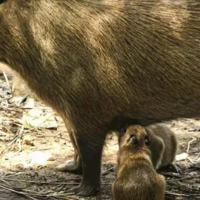 Capivara morde criança em Porto Alegre; especialistas alertam sobre aproximação