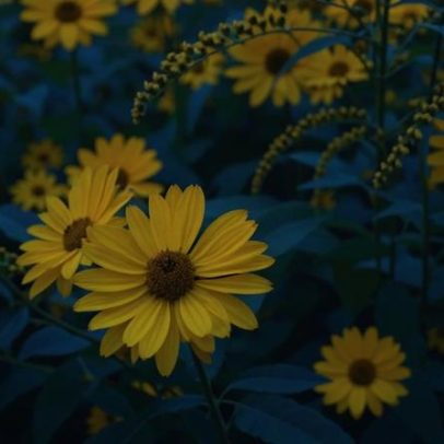 Arnica é destacada por propriedades medicinais no alívio de dores e hematomas