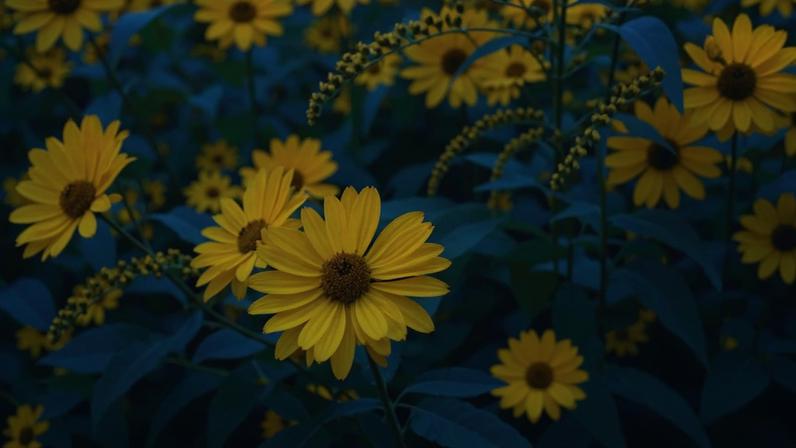 Profissionais de saúde apontam que a arnica pode ter efeitos em situações específicas, como pequenas contusões, torções leves e inflamações superficiais – depositphotos.com / Jujuphotography