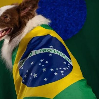 Pets na Copa do Mundo: 7 dicas para proteger seu animal durante as comemorações