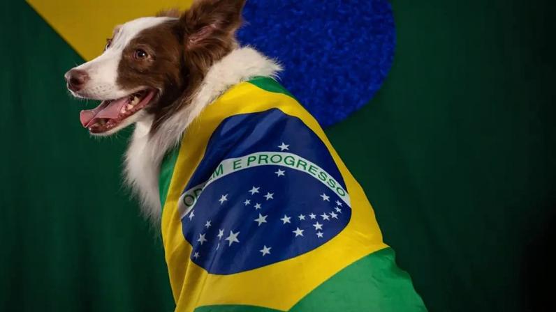 Planejar a rotina dos pets antes dos jogos minimiza impactos negativos