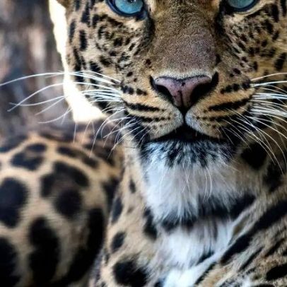 Leopardos da África do Sul encolheram pela metade do tamanho: por quê