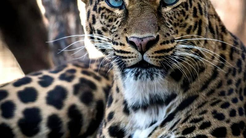 Leopardo