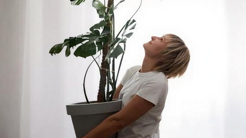 Falar com plantas favorece o crescimento? Revisão de evidências
