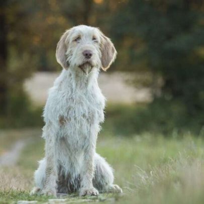 Spinone italiano: características principais da raça canina