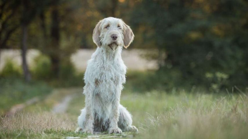 O spinone italiano tem um comportamento equilibrado e forte ligação com a família