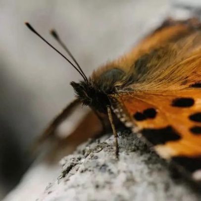 Borboleta que quase não envelhece revela segredos da longevidade