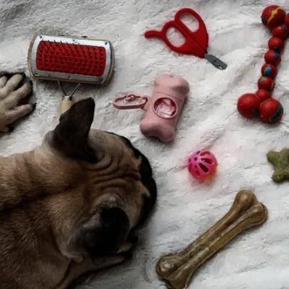 5 brinquedos interativos para estimular a mente de pets e reduzir a ansiedade