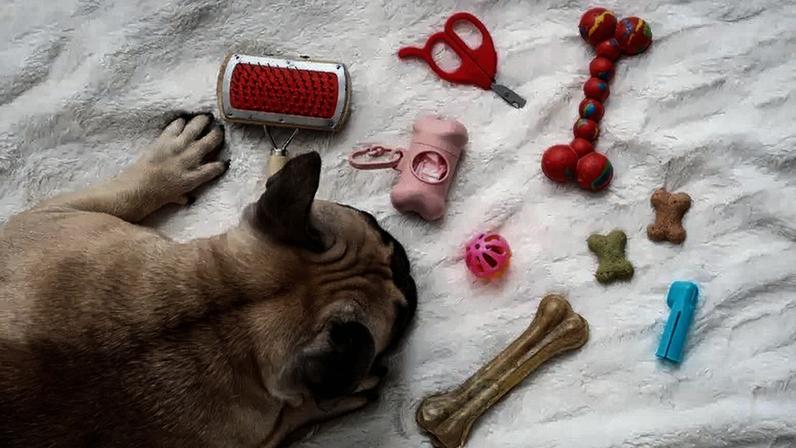 Brinquedos interativos ajudam cães e gatos a gastarem energia física e mental dentro de casa