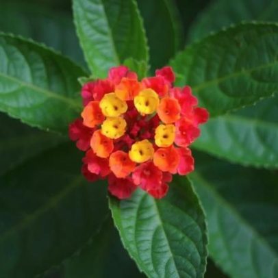 Planta de fácil cuidado que floresce o ano todo, diferente dos gerânios