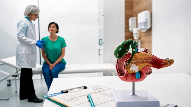 Paciente em consulta com médico; sobre a mesa, modelo anatômico do pâncreas