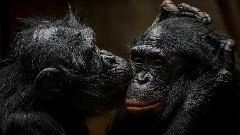Amor Crônico