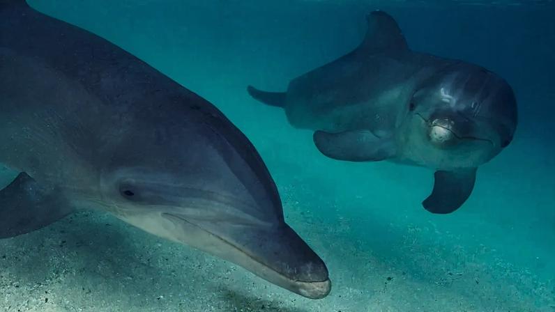 Dois golfinhos nadando em águas claras e azul-turquesa. Um golfinho está em primeiro plano, de perfil, cansado, com bolhas subindo de seu dorso. O outro está mais ao fundo, de frente, com um sorriso no rosto. O fundo é de areia clara e o sol ilumina a água, criando um ambiente sereno.