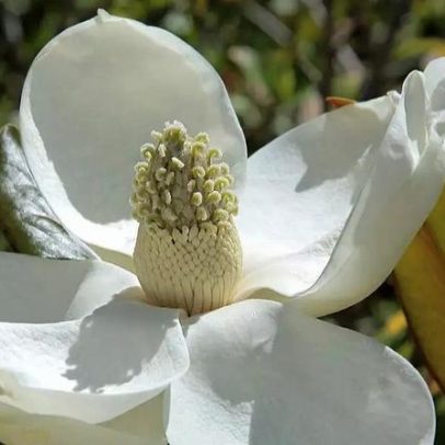 Magnólia, uma das plantas mais antigas do mundo