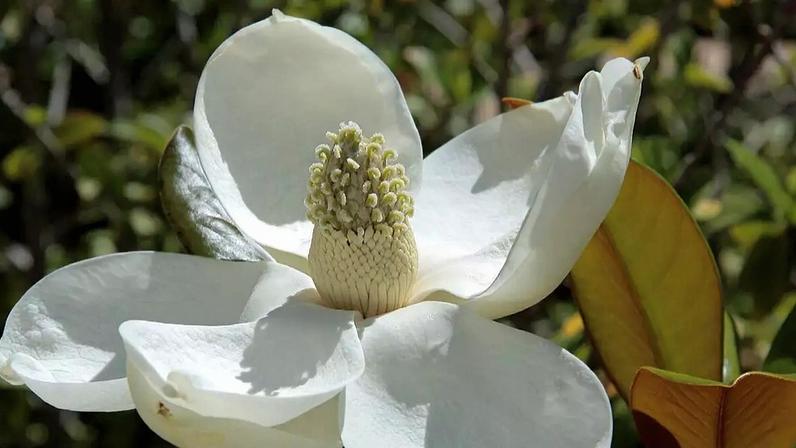 Magnólia, uma das plantas mais antigas do mundo