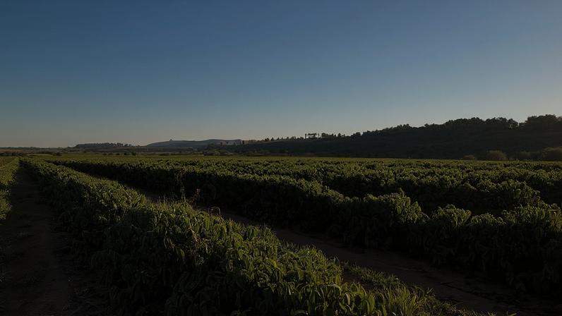 Plantação de café no cerrado de Minas Gerais; safra deve ser recorde, mas El Niño preocupa setor