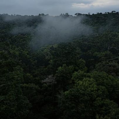 Fundo Amazônia angaria R$ 2,6 bi em doações e amplia projetos sob Lula