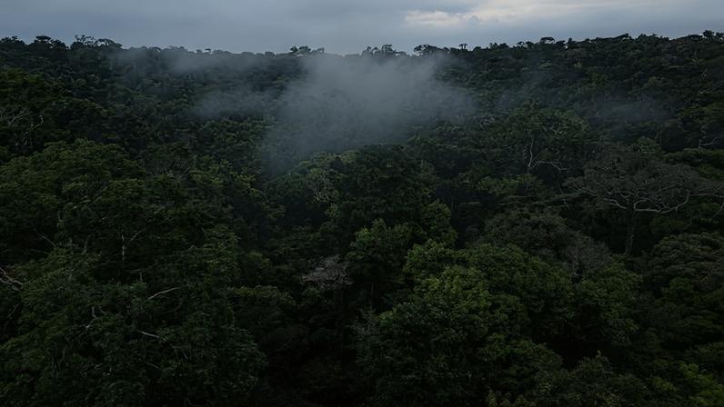 Floresta amazônica na área de pesquisa do chamado Acampamento 41, no Amazonas