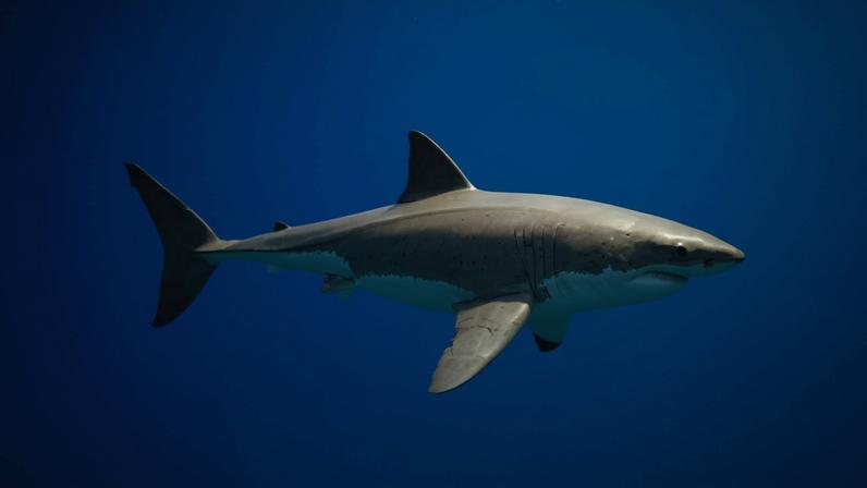 A diver recently documented his encounter with a great white shark in the Strait of Sicily.