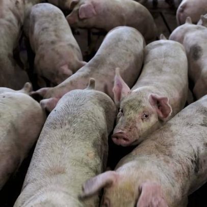 Lei 'Salve Nosso Bacon' expõe como a eficiência molda o prato