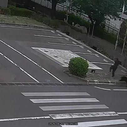 Urso ataca quatro pessoas em Fukushima, Japão