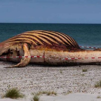 Baleia Timmy, fêmea encontrada morta na Dinamarca