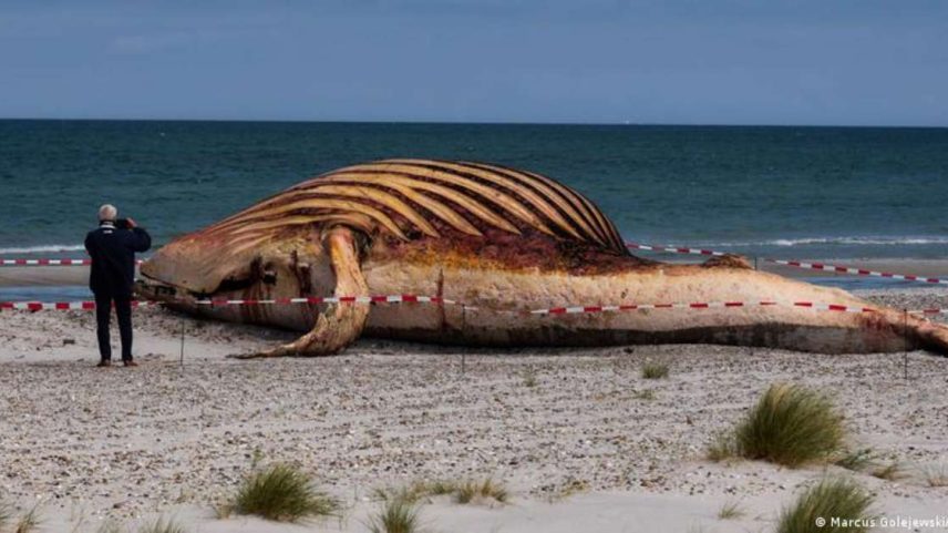 Corpo do animal foi levado até a praia, já com coloração alterada e inchado por gases