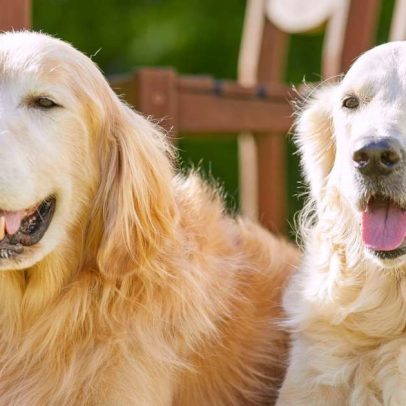Empresa adota cães para reduzir burnout e estresse entre funcionários