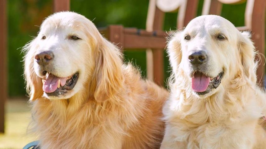 Dois golden retrievers viraram "Chief Happiness Officers" em uma iniciativa que chamou atenção para a importância do bem