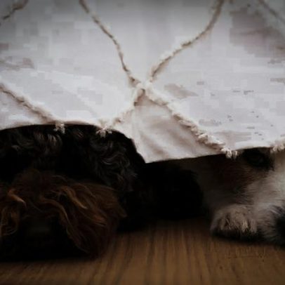 Cuidados com pets para reduzir estresse durante jogos da Copa