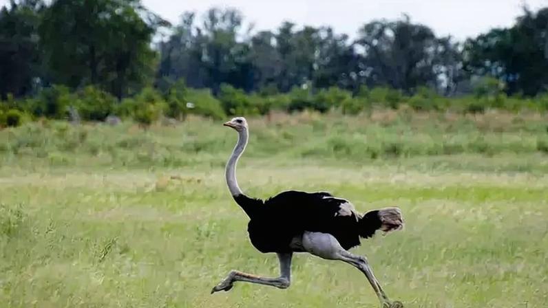 O avestruz, maior ave terrestre em atividade atualmente, atinge velocidades superiores a 60 km/h e consegue mantê-las por trechos consideráveis – depositphotos.com / adwo@hotmail.com