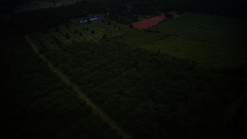 Café na Prensa: Vietnã desmatou área do tamanho de Luxemburgo para plantar café