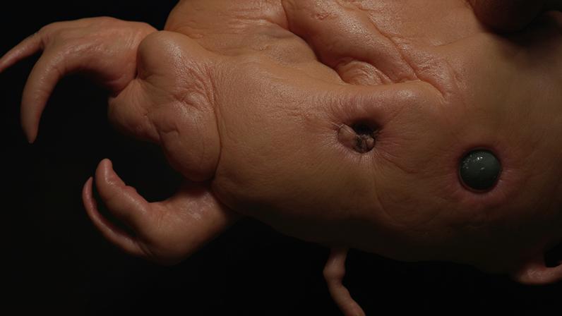 Imagem 1200x900 Recorte Crustaceo