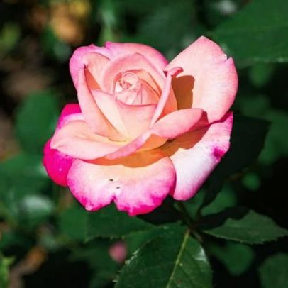 Plantas que não dão flor: 6 causas comuns explicadas