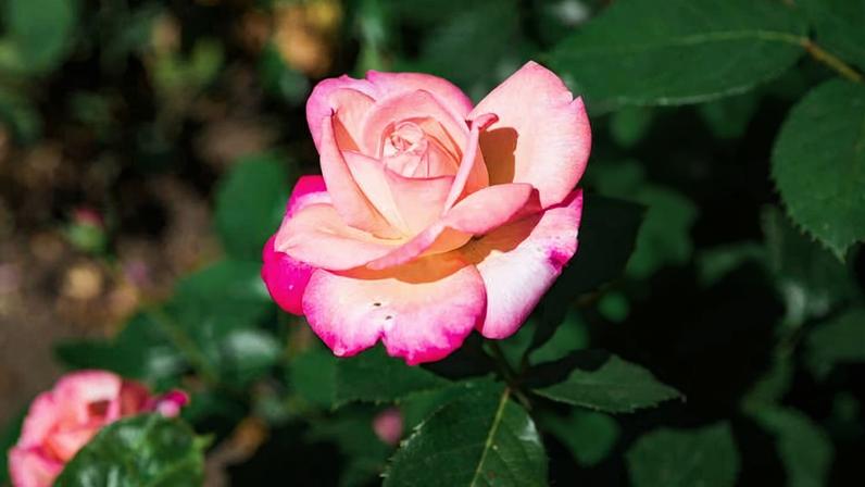 Rosa com pétalas em tons de rosa claro e bordas rosa mais intenso, destacada em foco contra folhas verdes desfocadas ao fundo.