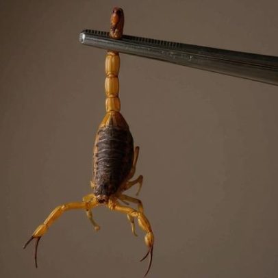 Picadas de escorpião sobem 349% no Brasil em 12 anos; MG, SP e BA com risco