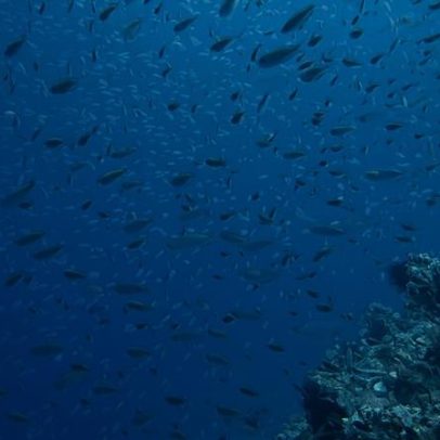 Por que os peixes não têm pelos? Explicação sobre pele e evolução